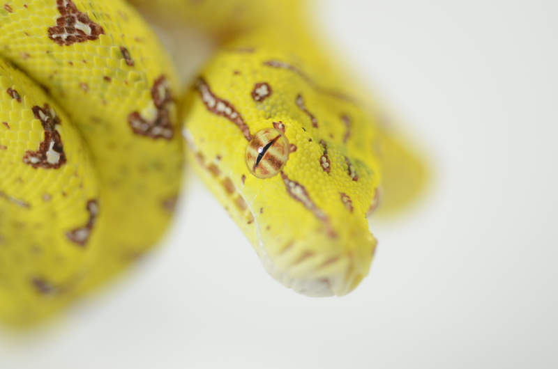 selective focus, animal themes, 4K, food, nature, white background, indoors, full length, animal, reptile, snake, ripe, python, studio shot, food and drink