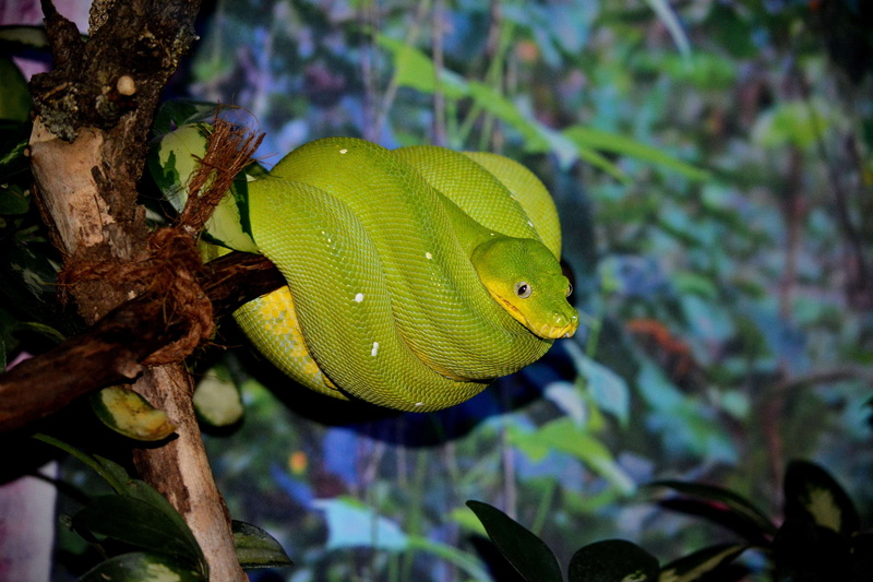 branch, plant, tree, animal themes, animal, animals, yellow, tree python, leaf, day, python, reptile, snake, plant part, close-up, 4K, vertebrate, focus on foreground