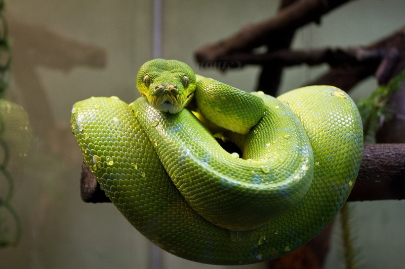 Python, Reptiles, Tree Python, 1080P, Green, Snake, Reptile, Animal