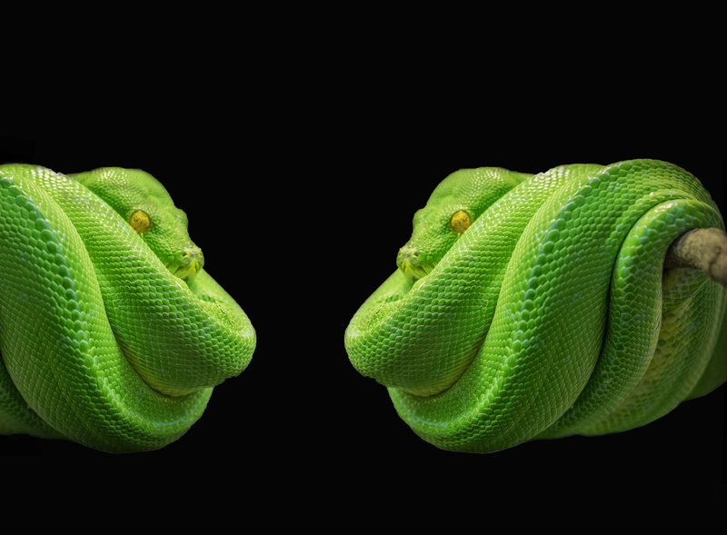 animal wildlife, coiled, animal body part, close-up, green color, toxic, indoors, portrait, eyes, one animal, vegetable, vertebrate, snake, terrarium, python