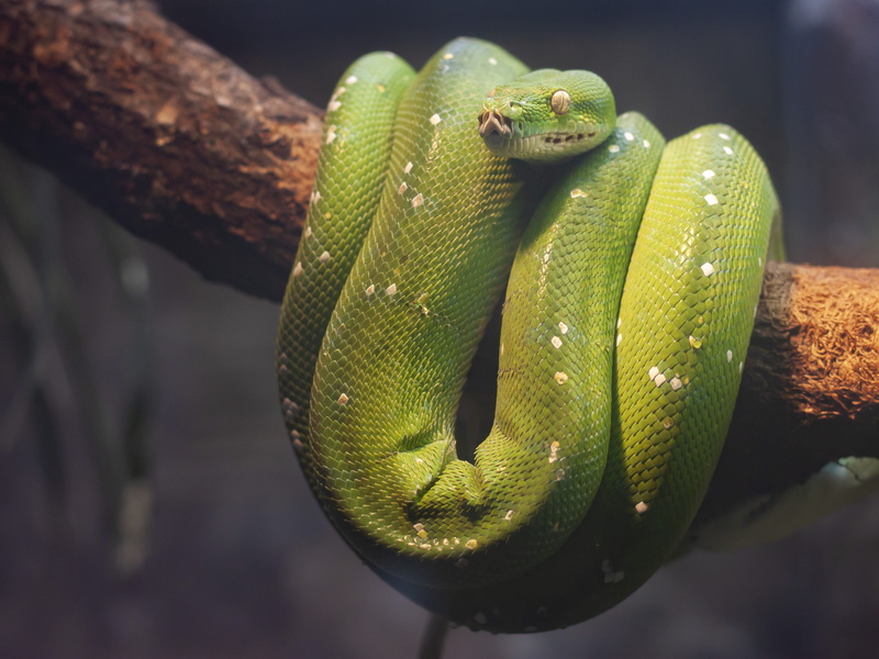 plant, animal eye, trees, outdoors, tree, animal wildlife, one animal, reptile, green color, animal body part, evil, serpent, poisonous, sign, animals