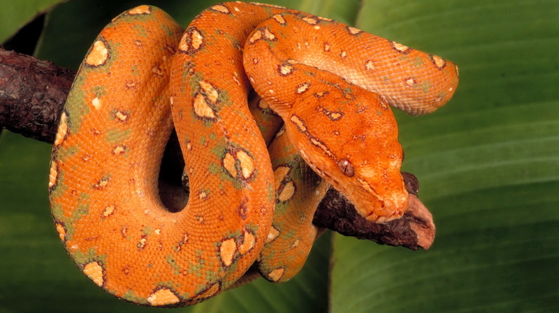 plant, animal wing, change, brown, animal themes, one animal, reptile, tropical Rainforest, twisted, orange color, python, carnivore, animal wildlife, invertebrate