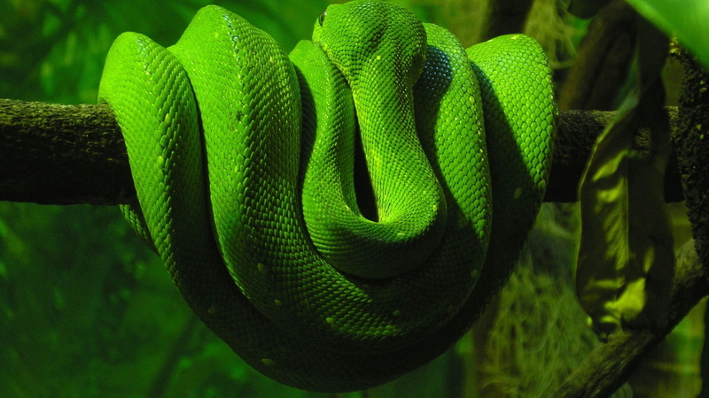 forest, animals in the wild, poisonous, animal themes, leaf, plant, curled up, nature, viper, no people, green snake, green Color, outdoors, vertebrate