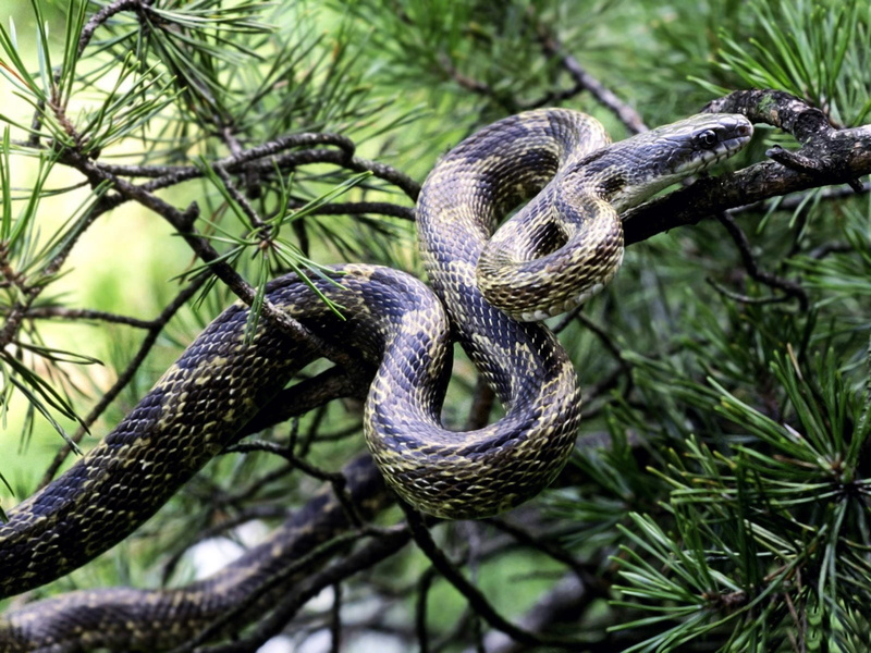 living Organism, viper, tree, one Animal, day, poisonous, 720P, curled up, animal wildlife, snake, green Color, python, plant, reptile, focus on foreground