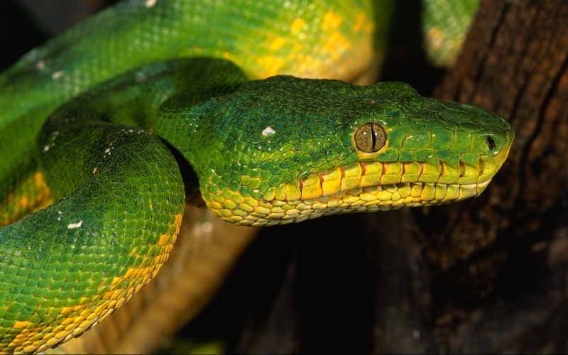 outdoors, wildlife, carnivore, animal body part, viper, python, focus on foreground, forest, day, animal Scale, animal eye, large, animals In The Wild