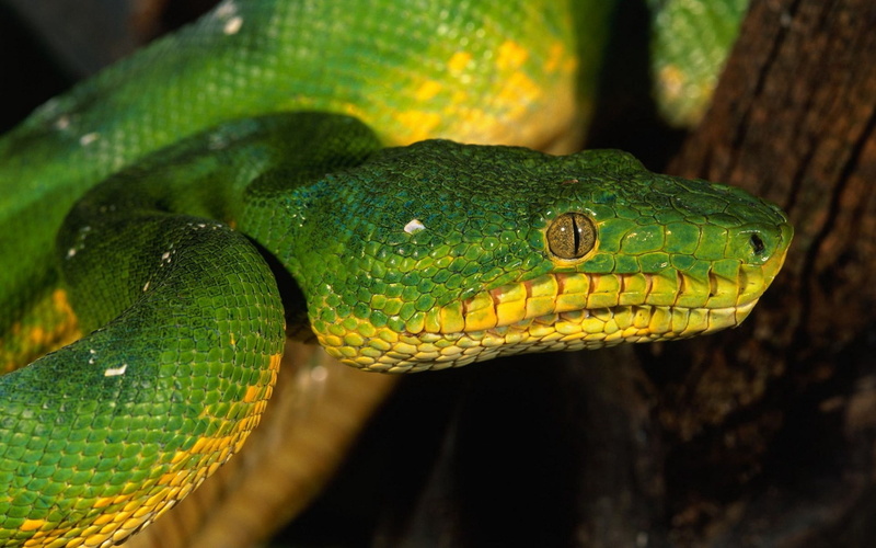 one animal, animals In The Wild, reptile, green, day, animal themes, tropical Rainforest, animal, python, rainforest, green Color, animal head, face, viper