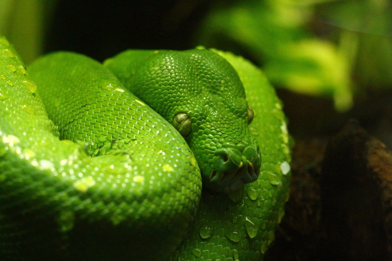 biology, animal body part, snake, creepy, droplets, rain, scales, tropical, 2K, reptile, venomous, animal themes, animal scale, animal wildlife, vertebrate