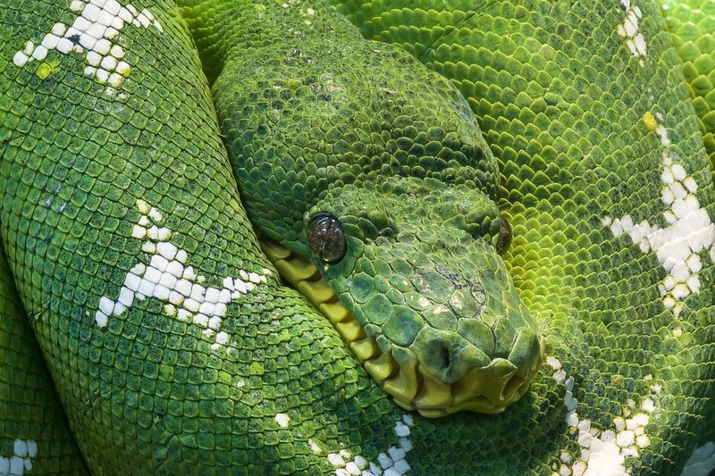 green color, outdoors, snakes, green, animal wildlife, snakehead, zoo, serpentes, reptile, white, python, animal, day, one animal, animal themes, nature