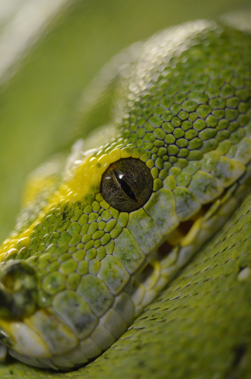 animal, animals in the wild, nature, green tree python, selective focus, vertebrate, animal wildlife, eye, animal scale, close-up, green color, yellow