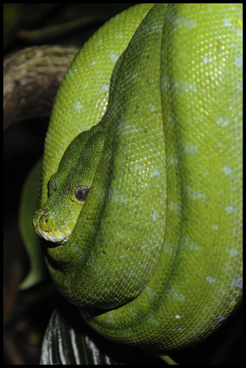 green, animal body part, snake, animal head, 2K, outdoors, day, green tree python, green color, food and drink, animal, close-up, Green Snake, animal scale