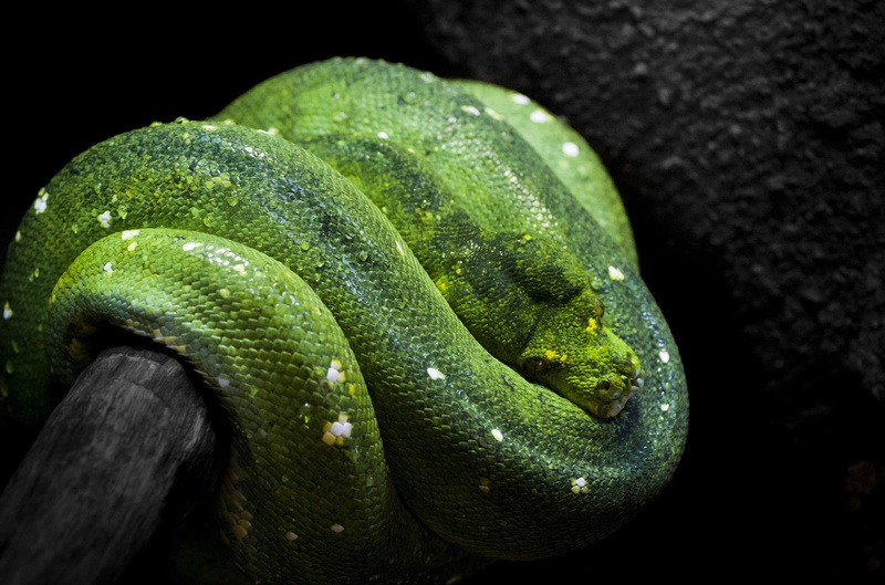 vertebrate, python, one animal, reptile, tree, close-up, green color, animal themes, animal head, nature, snake, looking away, day, animal scale, animal