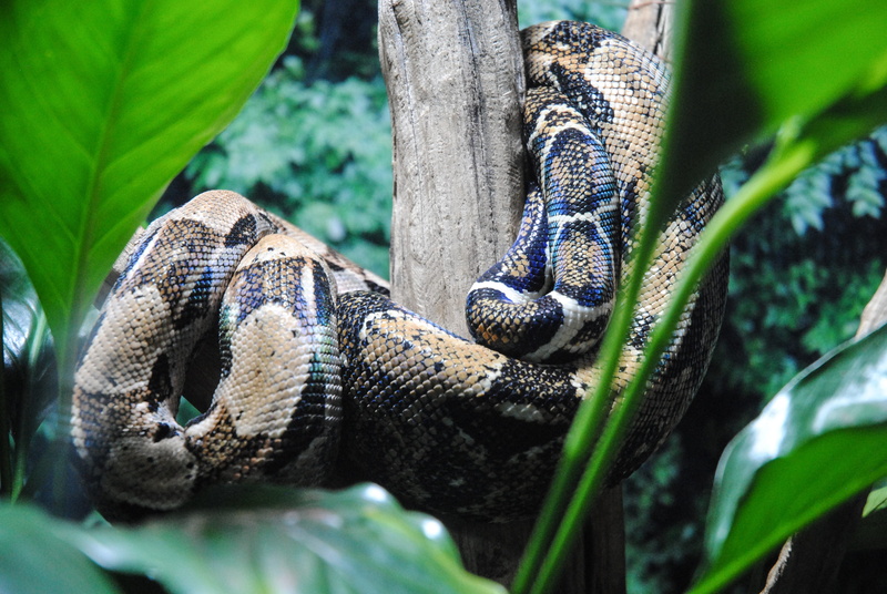 lizard, beautiful, reptile, reptilia, park, zoology, animal themes, animal body part, forest, dangerous animal, animalia, security, jungle, python, colouring