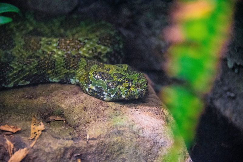 one animal, 5K, leaf, day, green color, zoo, head, animals in the wild, green, snake, animal wildlife, jungle, poisonous, dangerous, rock - object, nature