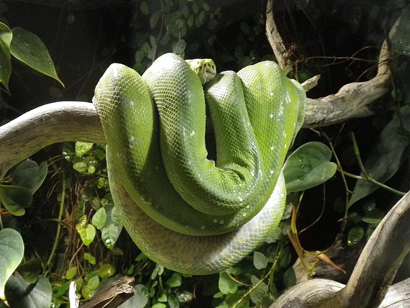 tree, no people, one animal, outdoors, beauty in nature, leaf, close-up, python, animals in the wild, snake, 4K, vertebrate, animal, plant part, branch