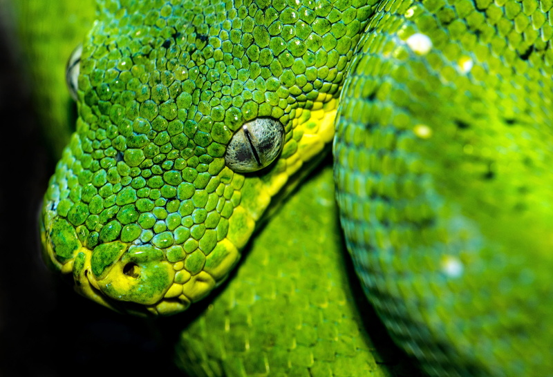 nature, animal, animals in the wild, shallow, tropical rainforest, viper, animal themes, close-up, david clode, tree, snake close up, macro, environment