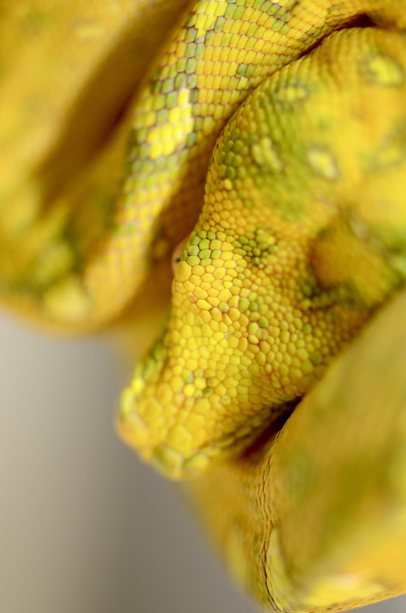 food, mouth open, green tree python, focus on foreground, one animal, animal head, animal, indoors, snake, selective focus, close-up, animal wildlife, animal themes