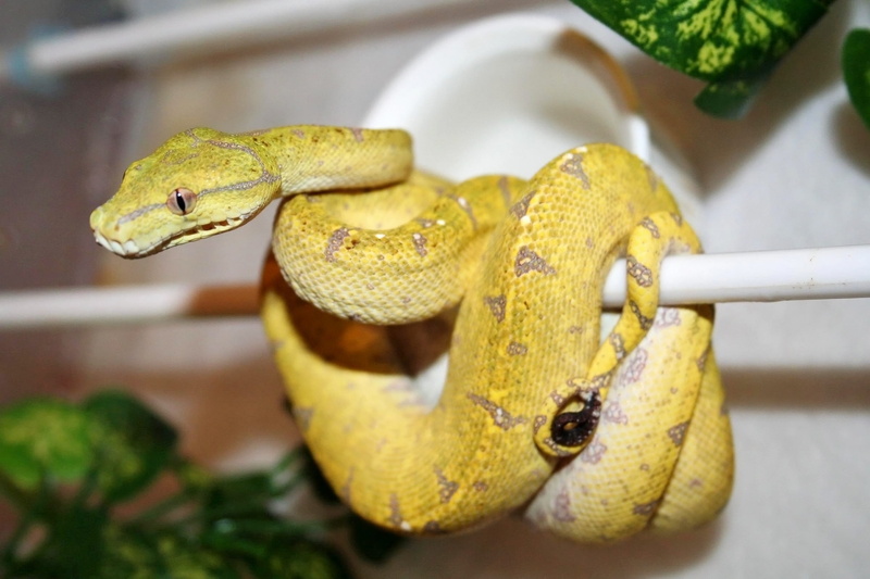 australian green tree python, animal, australia, mouth open, animal head, captive bred, sign, reptile, 1080P, no people, close-up, poisonous, animal body part