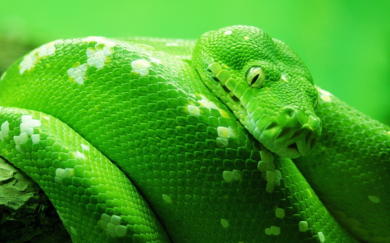 1080P, snake, python, green, animals, hd
