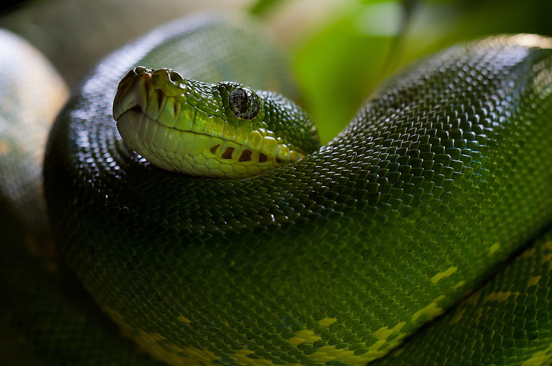 selective focus, animal head, warning sign, animal, communication, vertebrate, snake, large, viper, animal wildlife, reptile, emerald, curled up, animals in the wild