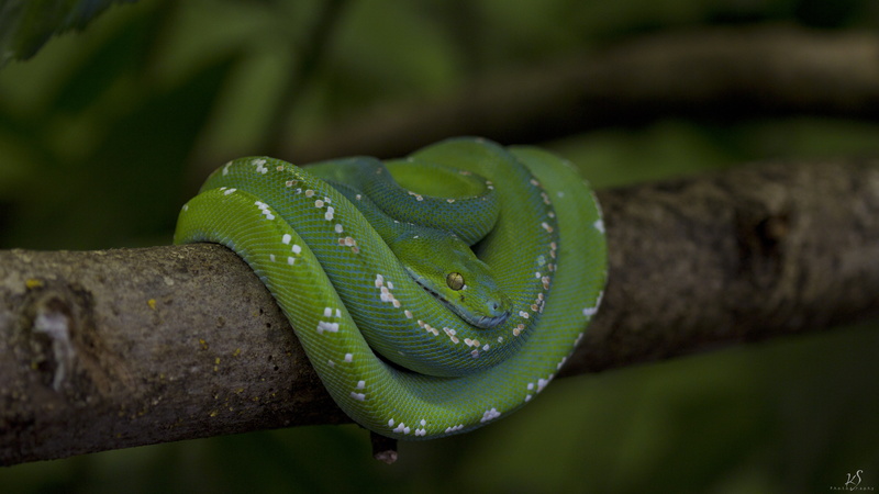 green, snake, branch, 5K, Python, scales
