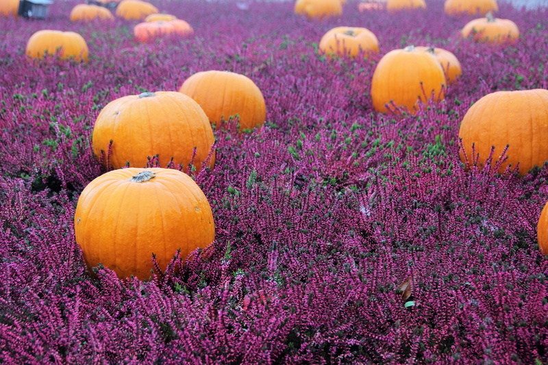 healthy eating, celebration, farm, food and drink, herbstdeko, wellbeing, autumn decoration, flower, halloween, multi colored, field, helloween, flowering plant