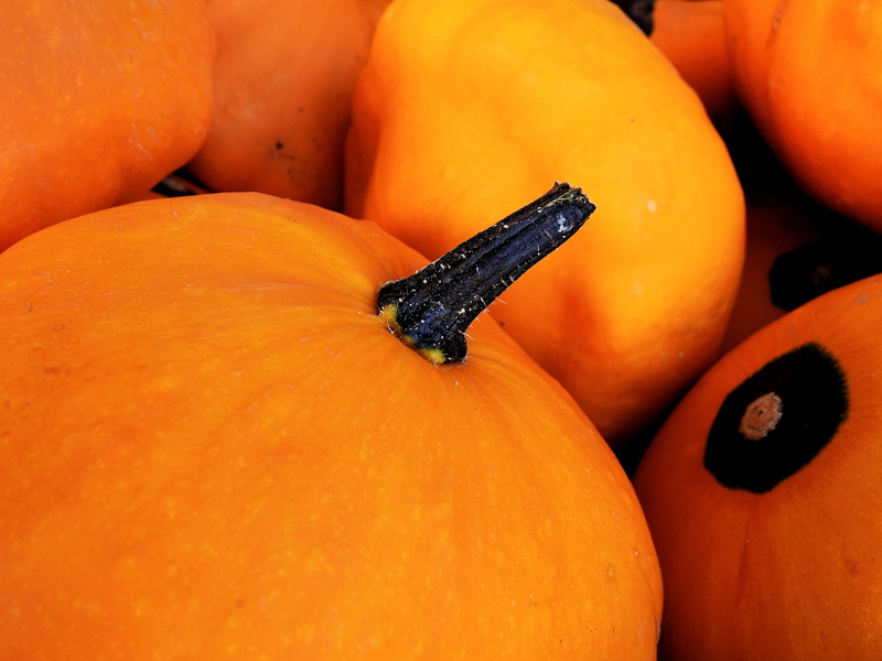 close-up, Gourd, thanksgiving, Pumpkin, autumn, organic, deco, no people, market, still life, orange, focus on foreground, food and drink, helloween, orange color