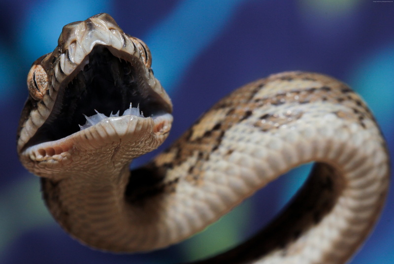 teeth, Australia, animal, angry, blue, attack, snake, eyes, tourism, brown, grey, reptile, Coastal carpet python, 4K