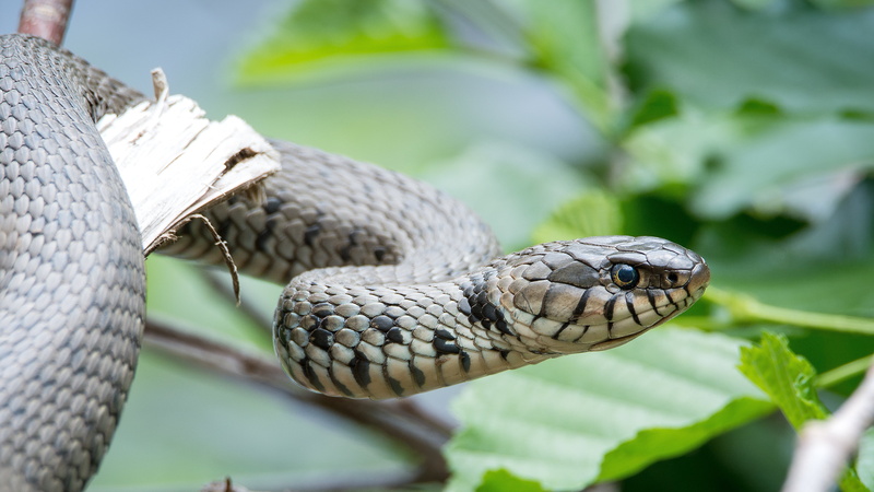 animal head, plant part, brown, 4K, nature, no people, poisonous, animal scale, focus on foreground, animal body part, close-up, snake, outdoors, one animal