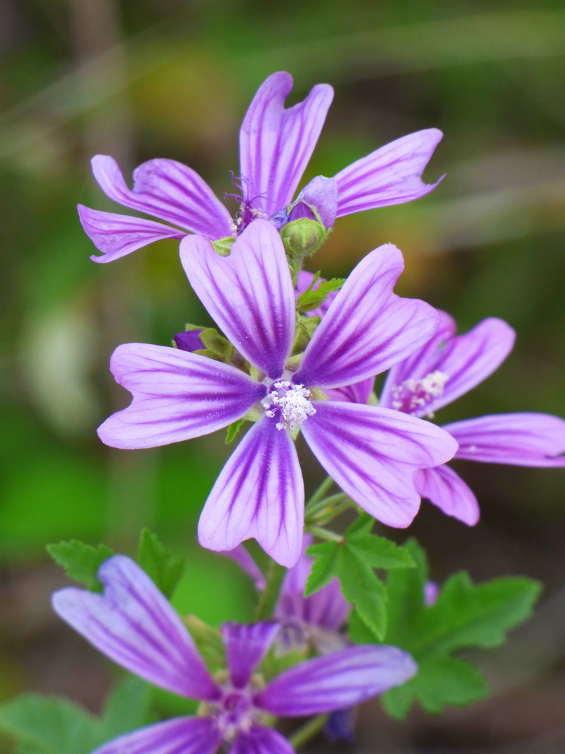 plant, fragility, 4K, beauty, day, no people, growth, close-up, beauty in nature, inflorescence, petals, freshness, focus on foreground, flower, outdoors