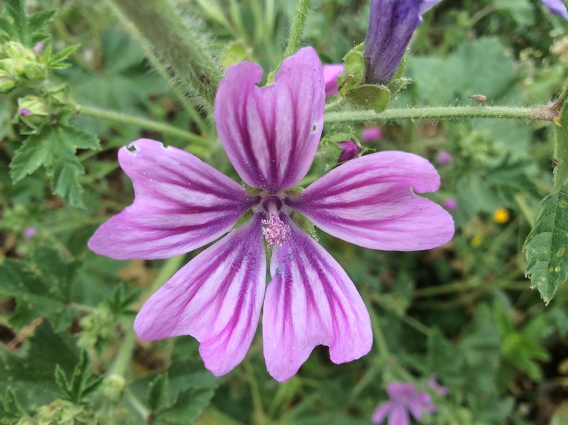 growth, outdoors, pollen, day, mallow, freshness, flower head, wild, plants, spring, petals, flowering plant, vulnerability, petal, no people, 2K, focus on foreground