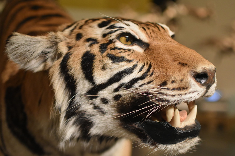 close-up, animal themes, animal wildlife, animal, roaring, day, animal mouth, animals, mouth open, cat, outdoors, portrait, endangered species, undomesticated cat