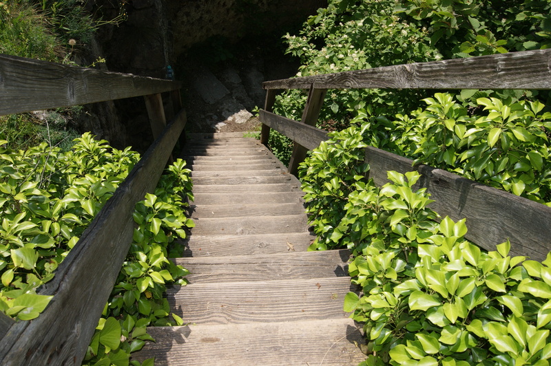 descent, nature, Stairs, 4K, Upward, plant, high angle view, wood stairs, green color, plant part, beauty in nature, food and drink, connection, leaf