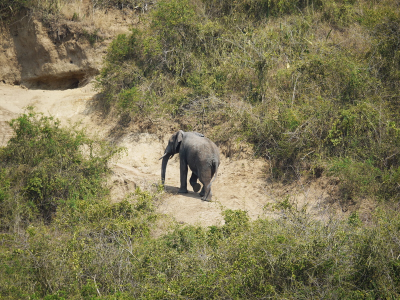 full length, animals in the wild, one animal, outdoors, africa, Elephant, proboscis, swim, no people, wilderness, Steep, safari, herbivorous, kazinga channel