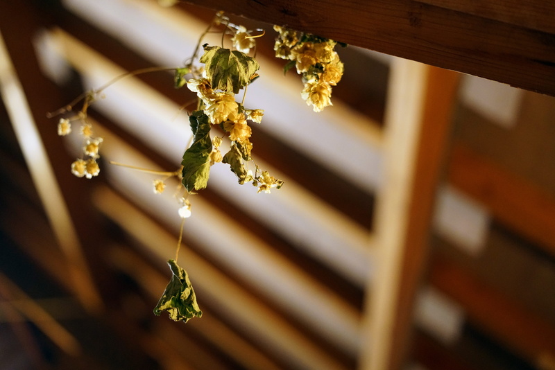8K, brugge, day, insect, leaves, brewery, selective focus, barn, bee, dried, flowers, wood - material, roof, hanging, animal themes, invertebrate, ceiling