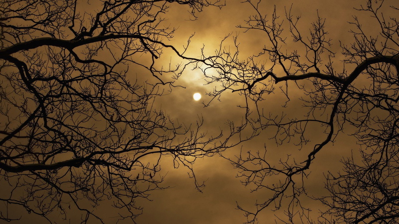 moon, branches, 1080P, harvest, skyscapes