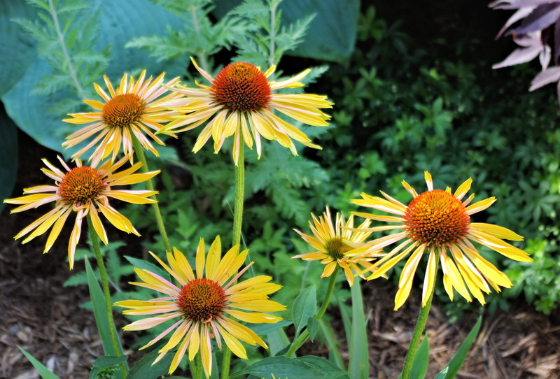flowering plant, fragility, petal, canada, yellow, pollen, gazania, no people, nature, ontario, vulnerability, freshness, botany, flowerbed, flower head
