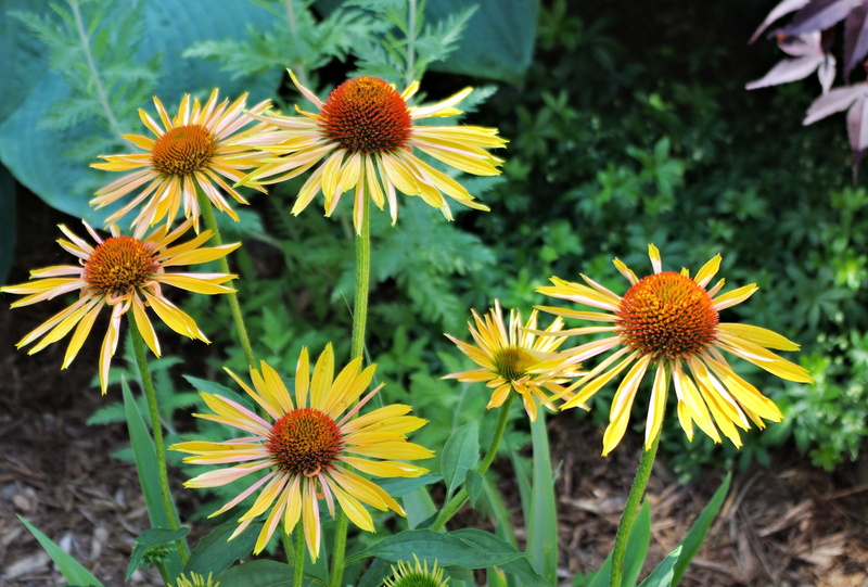 growth, close-up, coneflower, fragility, petal, no people, yellow, freshness, pollen, field, harvest moon coneflower, flower, nature, vulnerability, flowerbed