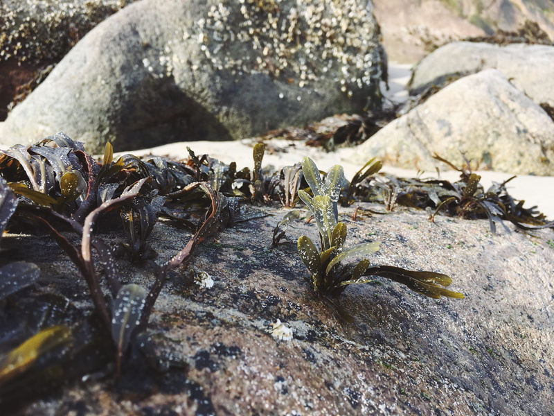 seaweed, plants, beach, rock - object, singing beach, day, close-up, ant, 2K, leaves, textured, sand, selective focus, animal themes, water, dirty, leafy