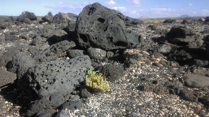 landscape, geology, no people, land, non-urban scene, rocks, wild, fuerteventura, beach, rock, solid, environment, tranquil scene, tranquility, nature