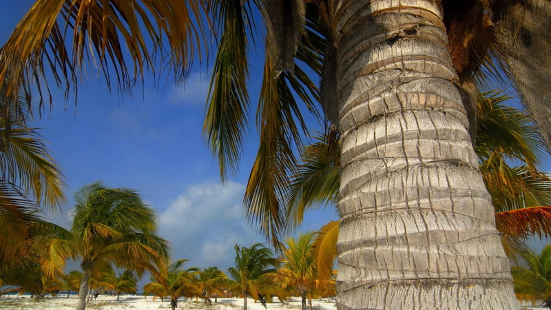 plant, tropical tree, coconut palm tree, tranquility, uninhabited island, palm leaf, vacation, day, tree trunk, palms, no people, sky, africa, land, low angle view
