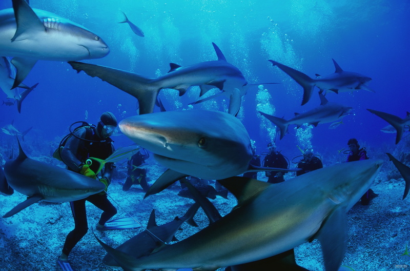 large group of animals, 4K, nature, animal, aquarium, underwater, undersea, group of animals, shark, blue, vertebrate, animal themes, sea life, animals in captivity
