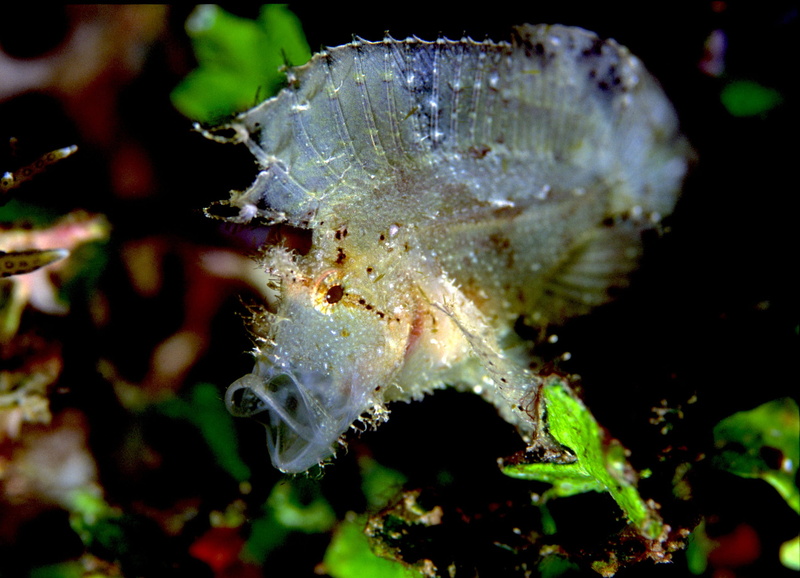 outdoors, thailand, marine, animal themes, invertebrate, similan island, close-up, beauty in nature, no people, growth, underwater, scorpion leaf, water