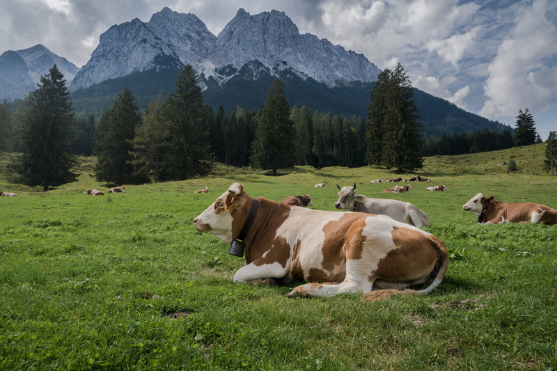 alp, plant, livestock, pets, cow, vertebrate, bavaria, nature, mountains, cattle, no people, animal themes, field, herbivorous, land, grassland, beauty in nature