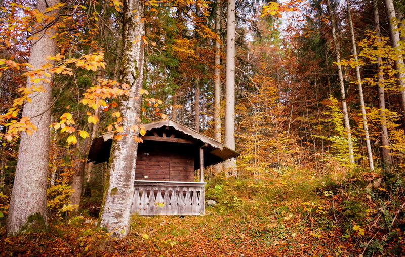 bavaria, trees, leaves, woods, germany, nature, grainau, autumn, 2K
