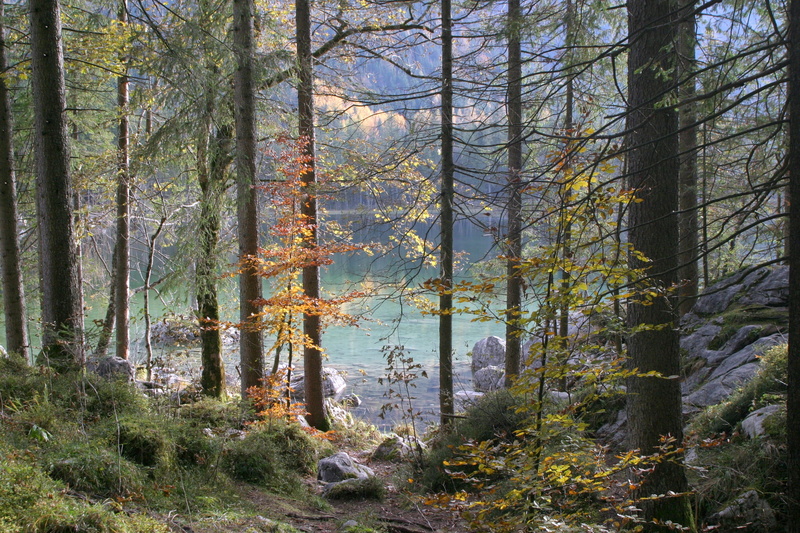 no people, Hintersee, plant, remote, outdoors, water, coniferous tree, change, 2K, Ramsau, nature, tranquility, woodland, forest, non-urban scene, growth