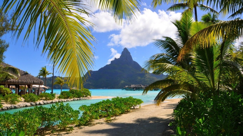summertime, palm tree, coconut palm tree, palm leaf, tropical climate, outdoors, sea, beach, mountain, holiday, tranquil scene, day, water, vegetation