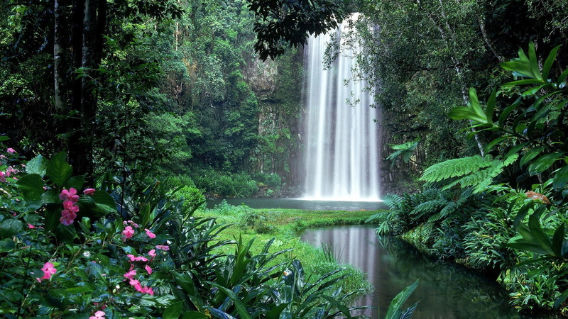 flora, cliff, tree, australia, millaa millaa falls, leaf, 1080P, water, rainforest, waterfall, queensland
