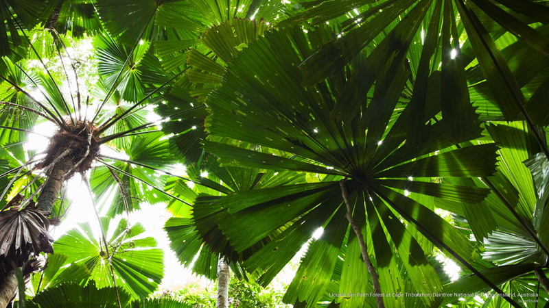 2K, daintree, forest, park, licuala, fan, australia, national, Nature, palm, tribulation, cape, queensland