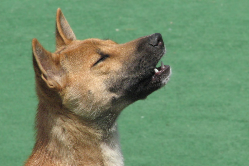 puppy, 1080P, singer, coat, animals, new guinea singing dog, tan, howl, howling, white, arrooouuu, hallstromi, short
