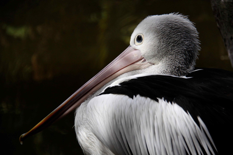 nature, 4K, bird, gray, New Guinea, white, close-up, tourism, Australian pelican, animal
